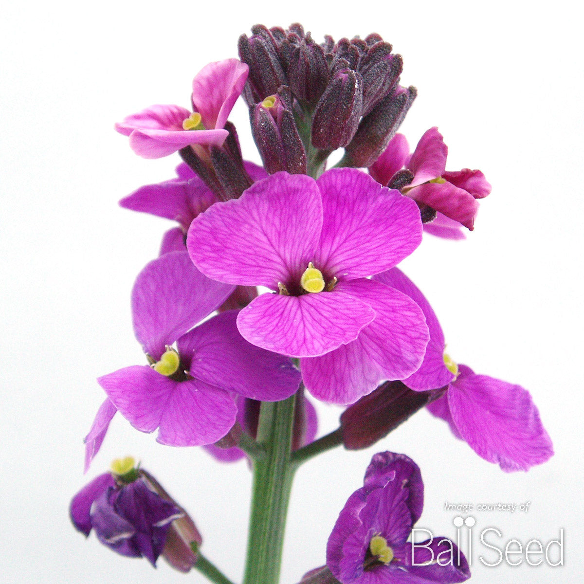 Erysimum l. Bowles Mauve 1gal