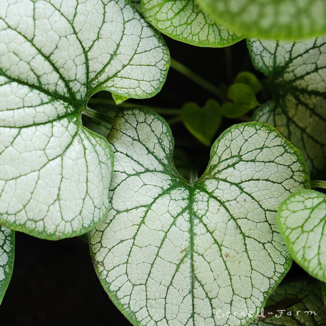 Brunnera Jack Frost Qrt. CF – Cornell Farm