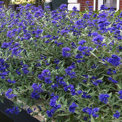 Caryopteris x Sapphire Surf 2gal Bluebeard