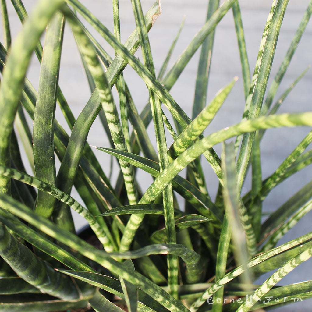 sansevieria mikado bacularis Sansevieria bacularis 4in Fernwood Mikado – Cornell Farm