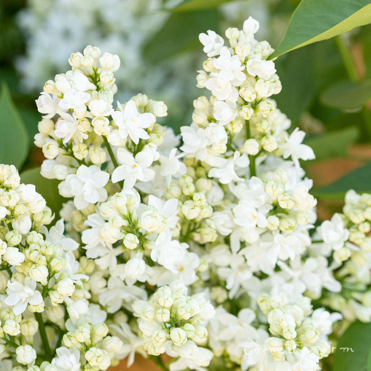 Syringa vulgaris Madame Lemoine 5gal Lilac White