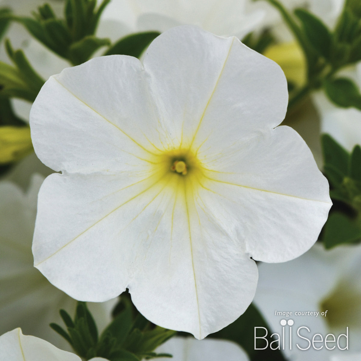 Petunia ColorRush White 4.25in CF