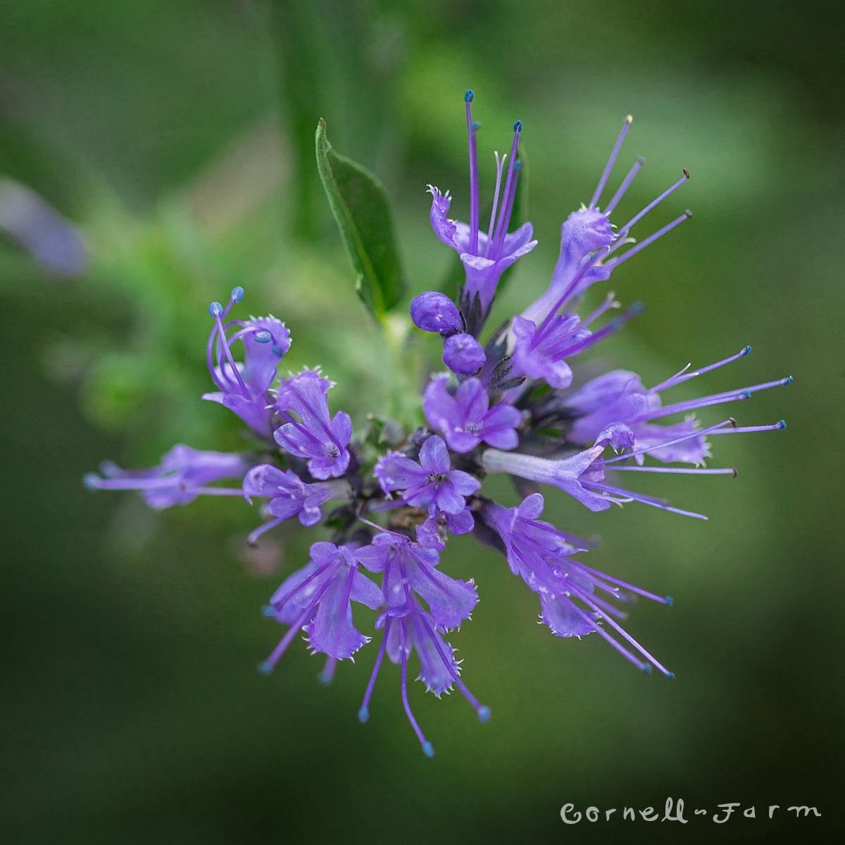 Caryopteris x Dark Knight 2gal Bluebeard