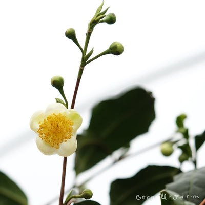 Tea Tree Camellia sinensis 5gal