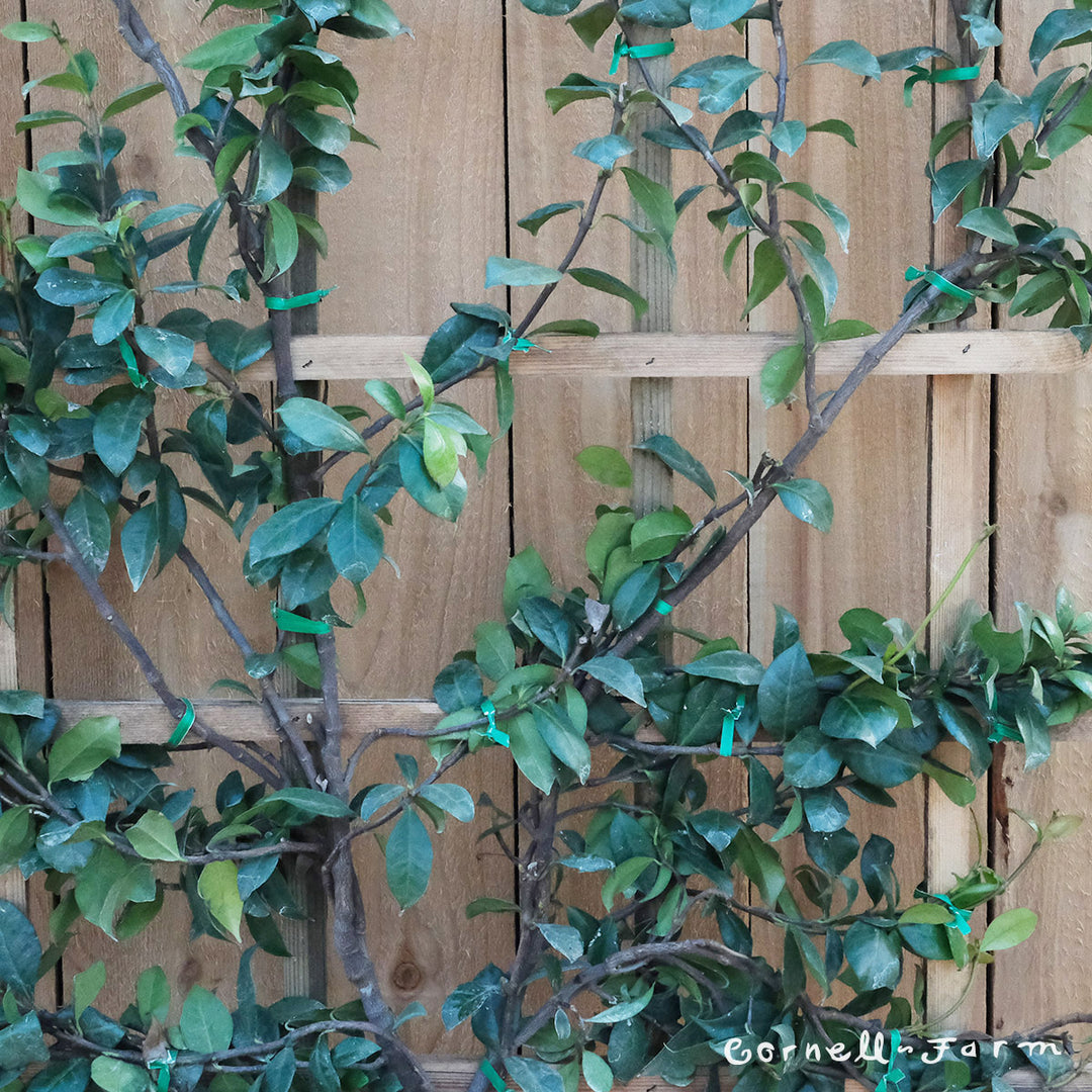 Trachelospermum jasminoides 5gal Esp Star Jasmine – Cornell Farm