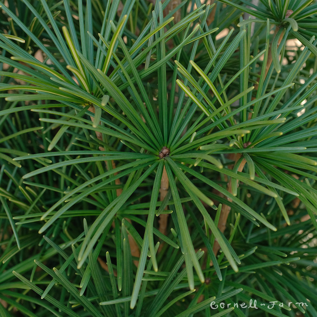 Sciadopitys v. Joe Kozey 6gal Japanese Umbrella Pine – Cornell Farm