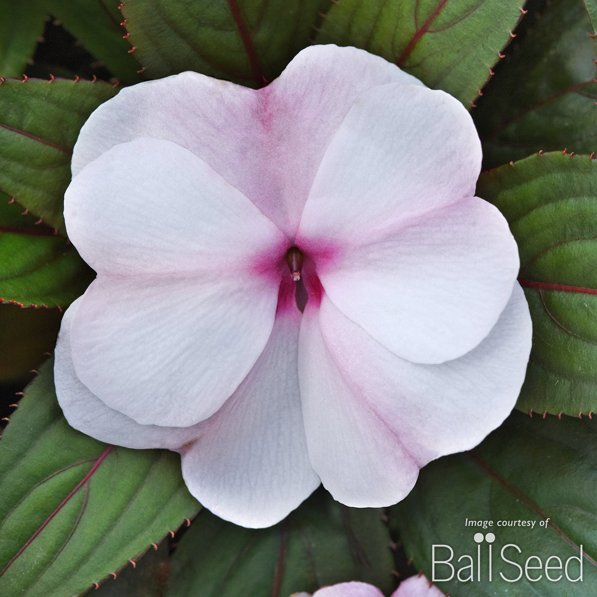 Impatiens-NG Light Pink+Eye 4.25in ColorPower CF