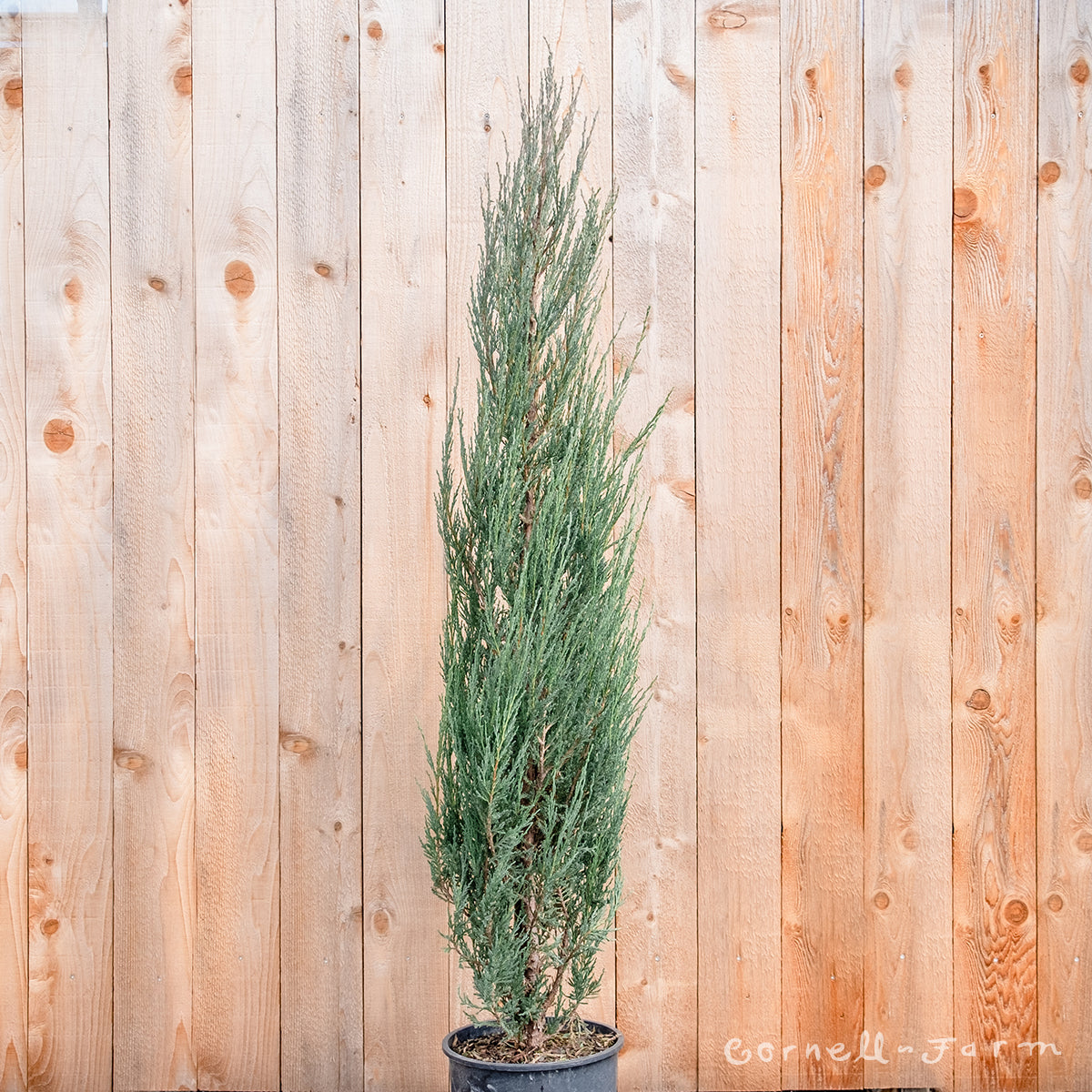 Juniperus s. Blue Arrow 3gal 24-30in Rocky Mountain Juniper