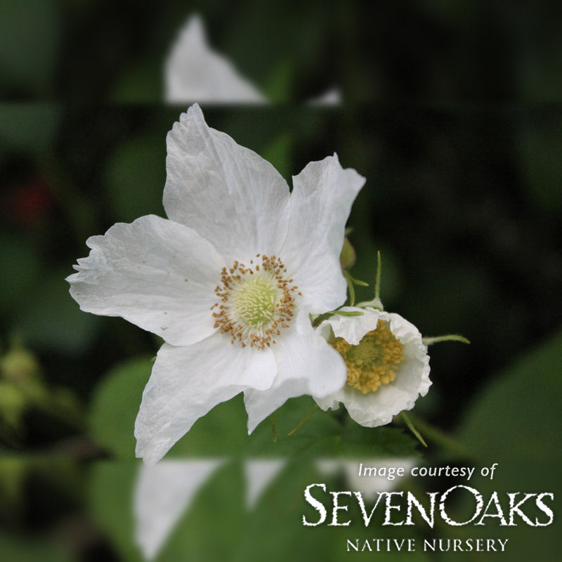 Rubus parviflorus 2gal. Thimbleberry