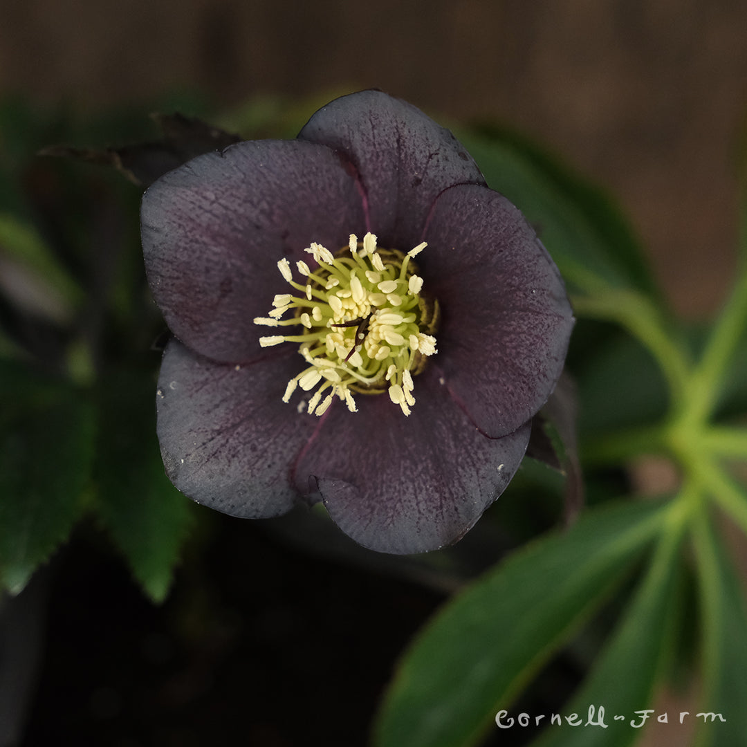 sullen JAREY ニットポロ　black&blue ours ローズ Helleborus Blue Diamond WJ 1gal Winter Jewels – Cornell Farm
