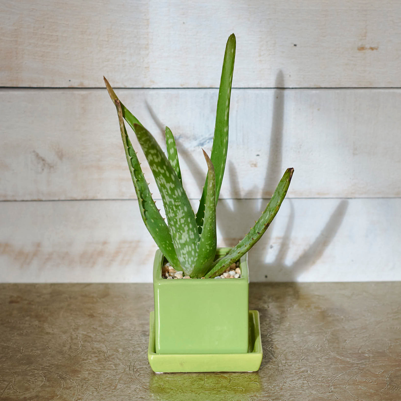 Aloe verain Greenery Cube 3”