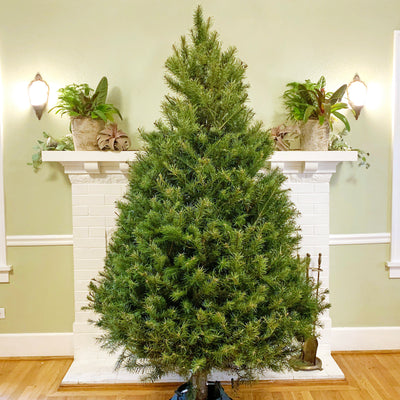 Douglas Fir Christmas Tree