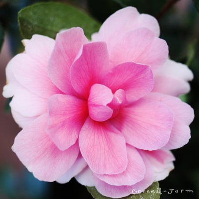 Camellia s. Chansonette Blush 5gal