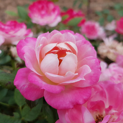 Rose Sunblaze Pink 5 gal