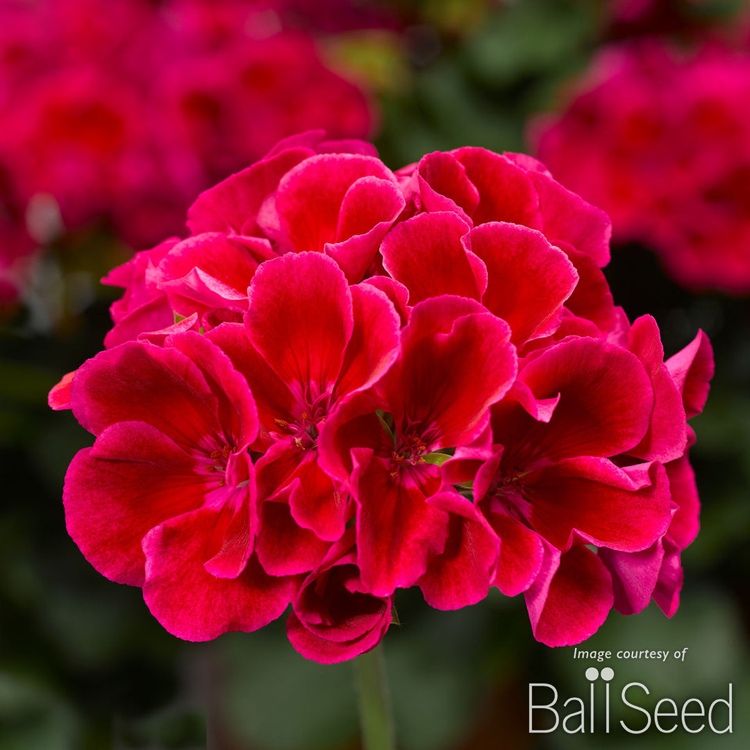 calliope geranium seeds Geranium Calliope Crimson Flame Qrt. Medium CF