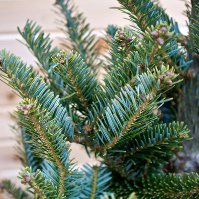 Fraser Fir Christmas Tree