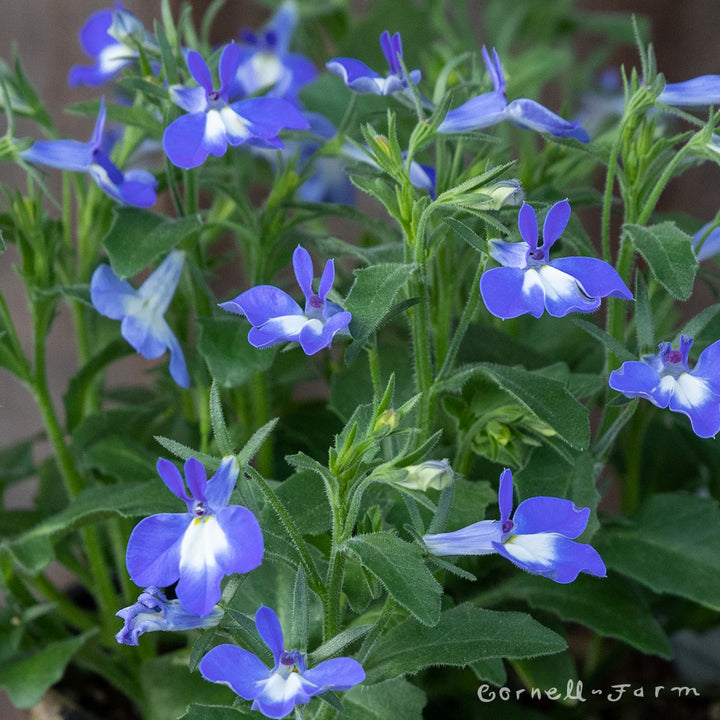 Lobelia Hot Bavaria 4.25in CF – Cornell Farm