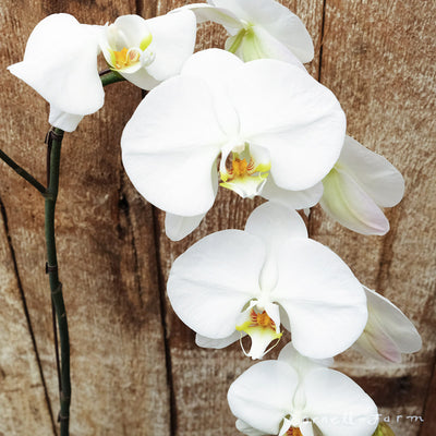 Phalaenopsis 6in Assorted Moth Orchid (Single Stem)