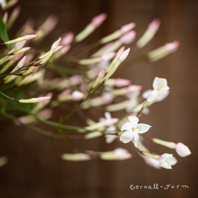 Jasminum polyanthum 6in White Jasmine on Trellis
