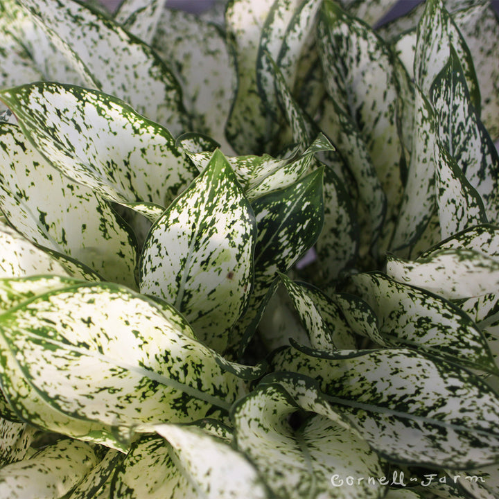 aglaonema snow leopard Aglaonema 6in Spring Snow – Cornell Farm
