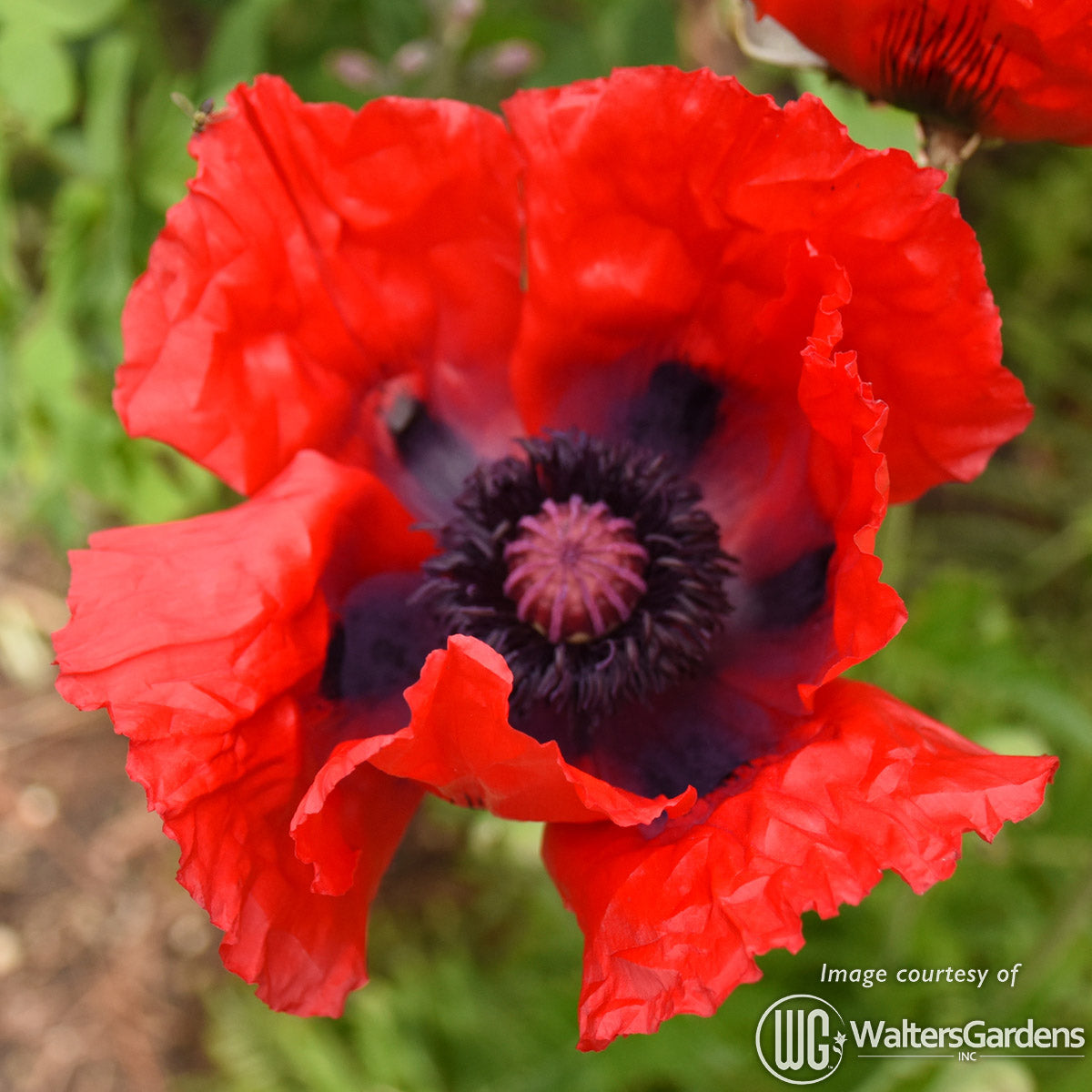 Papaver o. Beauty of Livermere 1gal Poppy CF