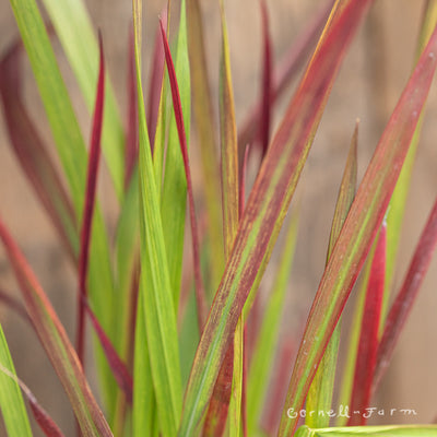Imperata cylindrica Red Baron 4in Japanese Blood Grass