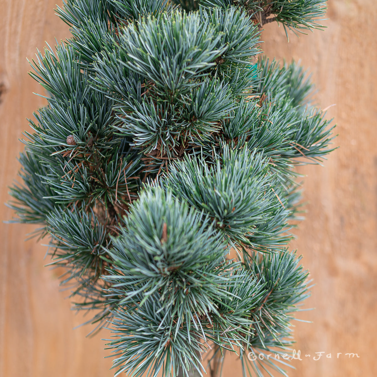 Pinus p. Aoi 3gal Japanese White Pine