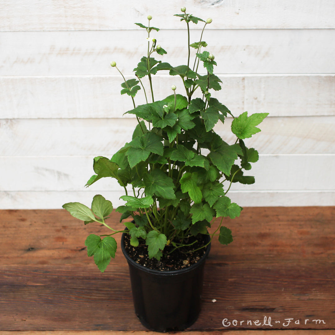 Anemone Honorine Jobert 1gal – Cornell Farm
