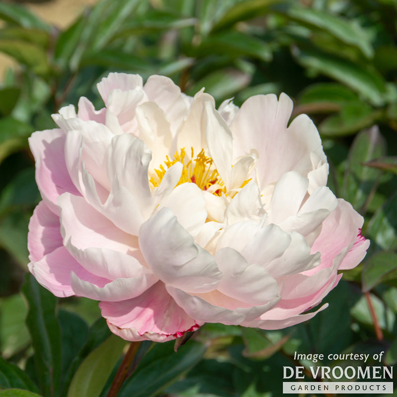 Paeonia Lady Alexandra Duff 2gal Peony CF