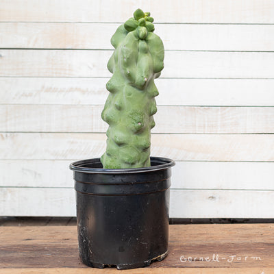 Lophocereus schottii monstrosus 10in Totem Pole Cactus