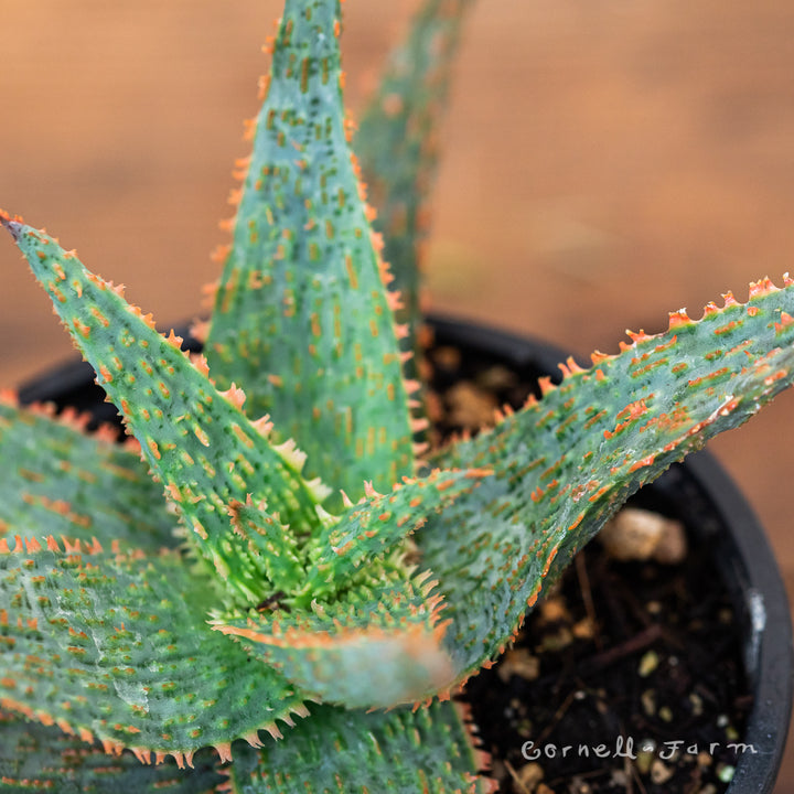 aloe様 Aloe Purple Haze | Star Aloe – Lazy Gardens