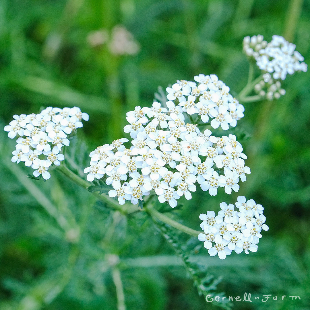 Achillea millefolium 1gal Common Yarrow – Cornell Farm