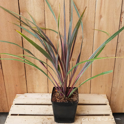 Cordyline x Can Can 1gal