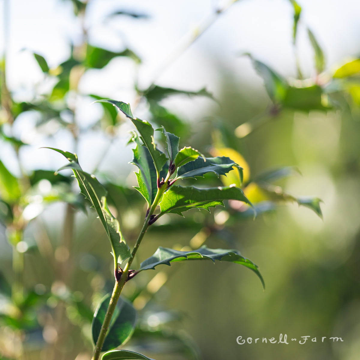 Osmanthus x. f. San Jose Tea Olive 5gal