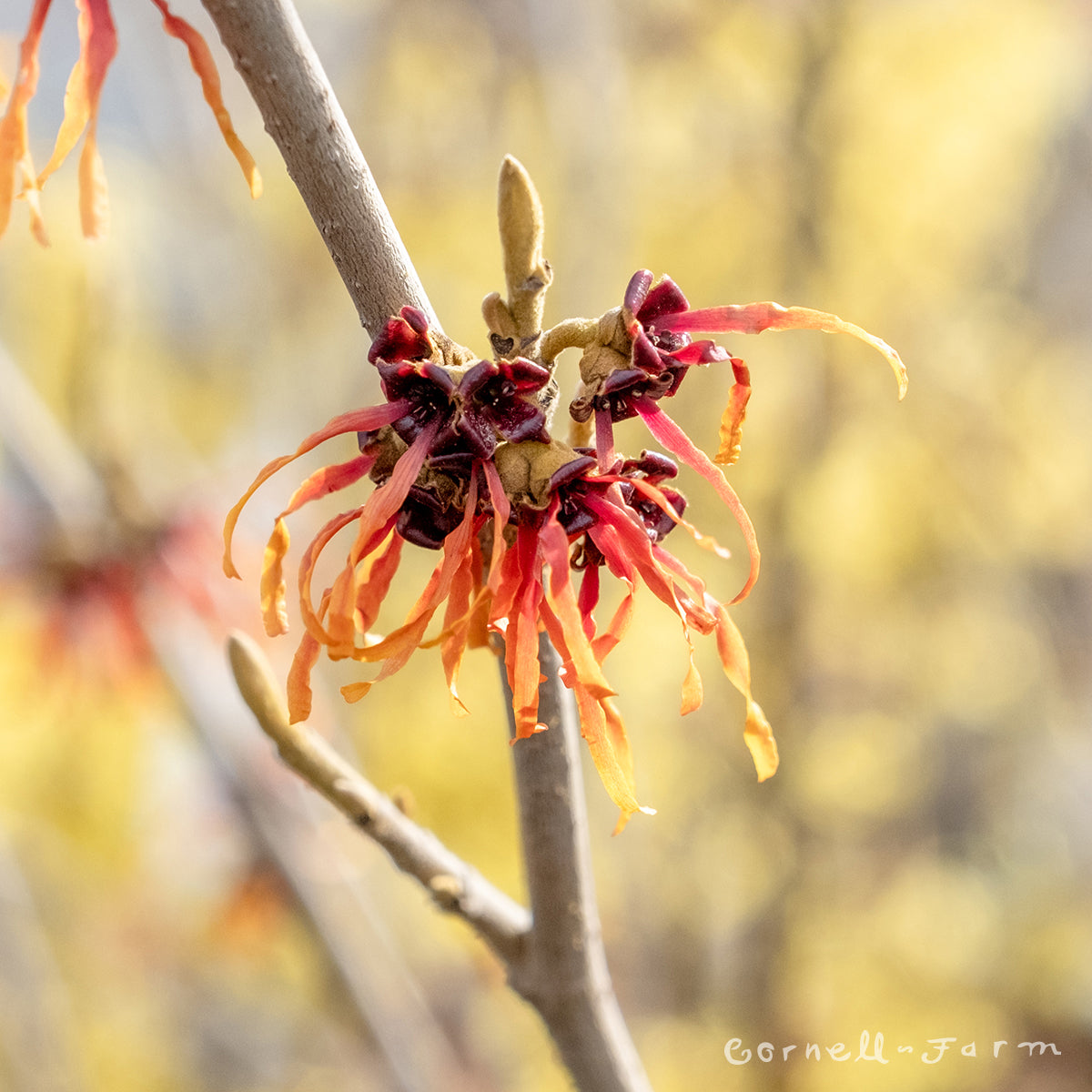 Hamamelis x int Diane 7gal Witch Hazel