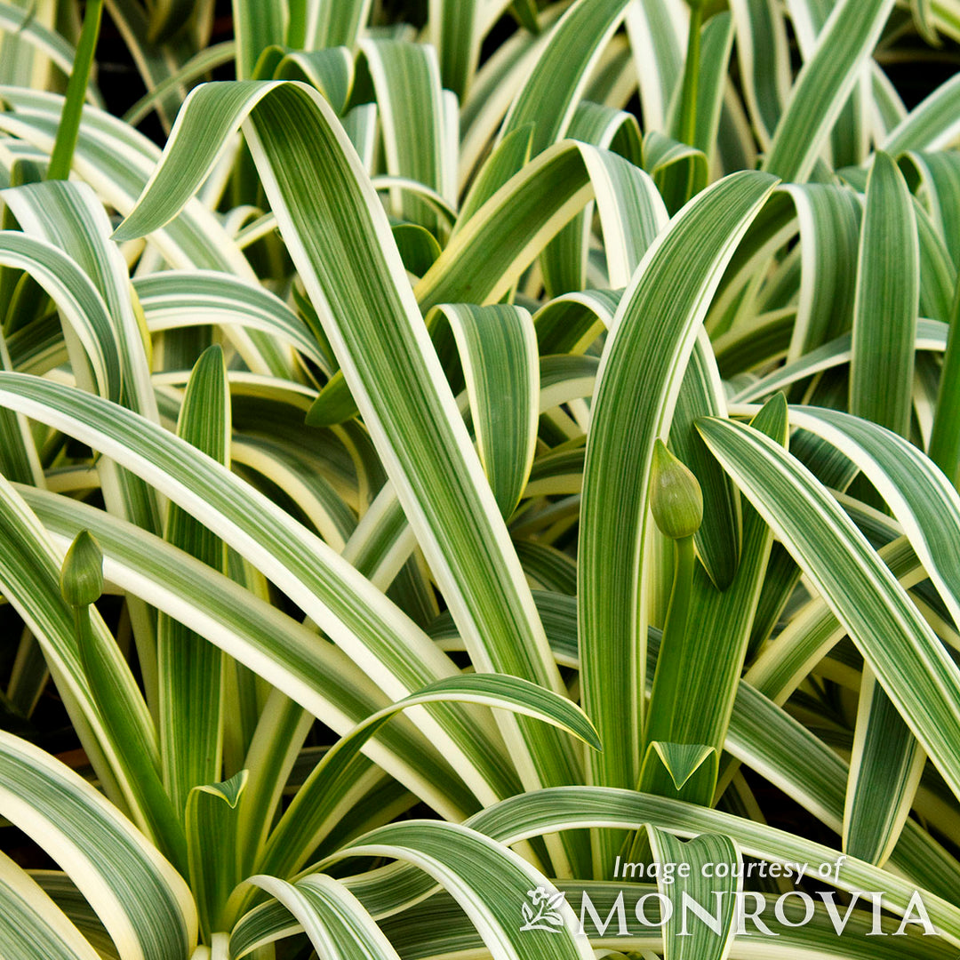 Agapanthus a. Sun Stripe 2gal – Cornell Farm