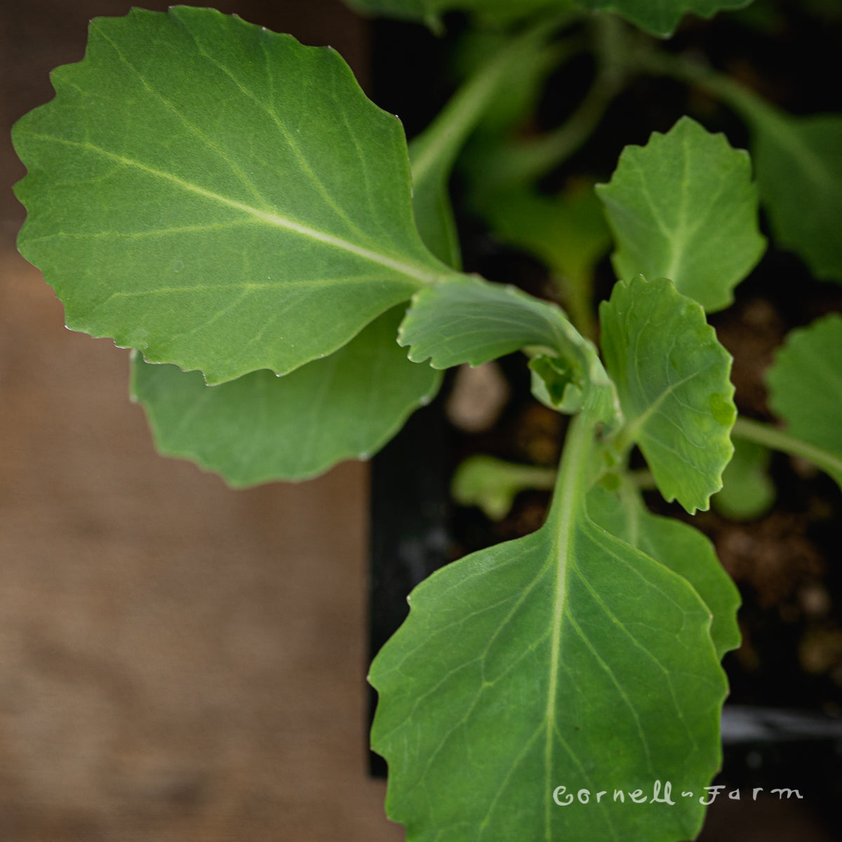 Cabbage Golden Acre Jumbo 6pk