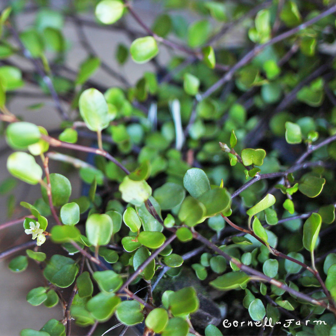 Muehlenbeckia complexa 4.25in Wire Vine CF – Cornell Farm
