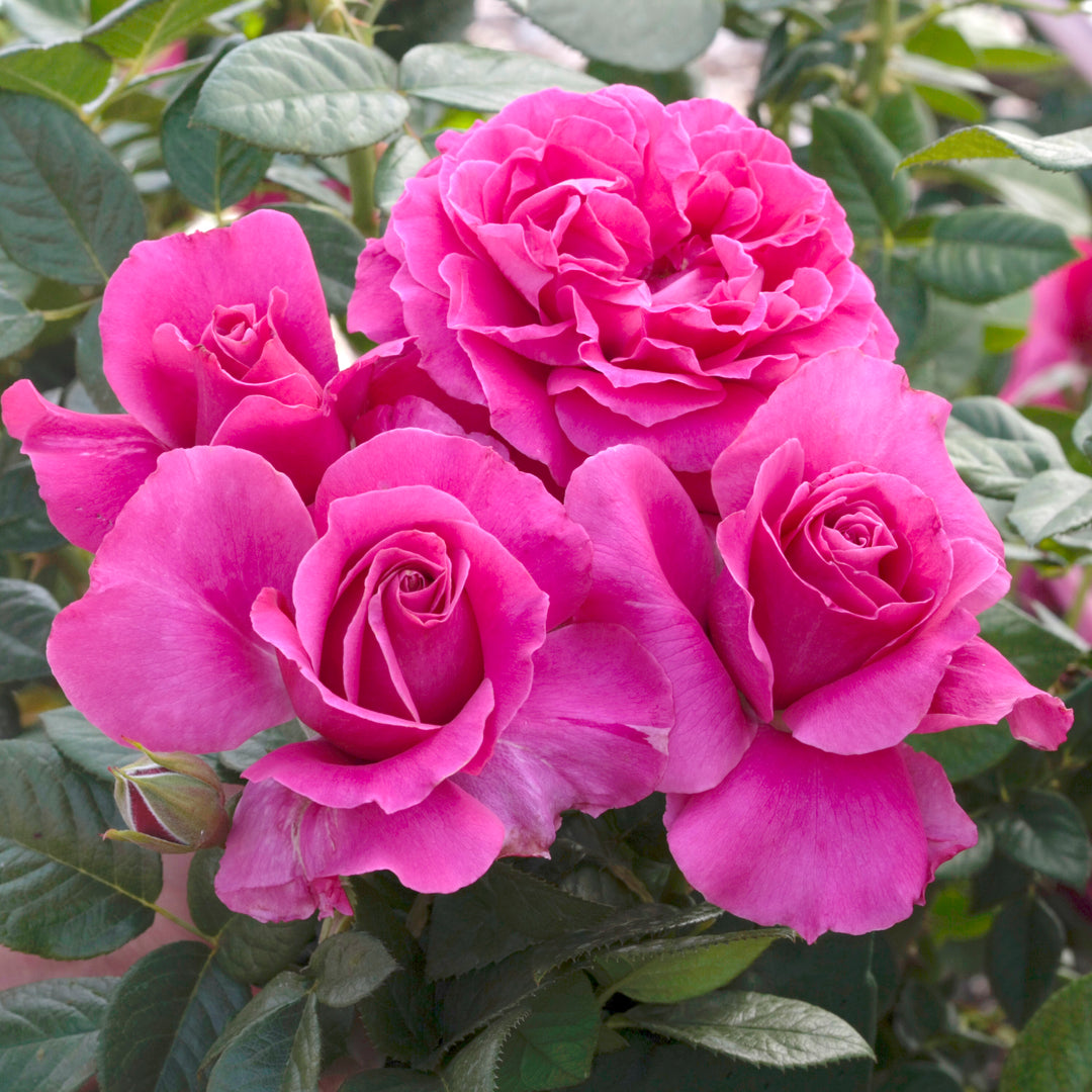 Rose Pretty Lady Rose 5gal Hybrid Tea – Cornell Farm