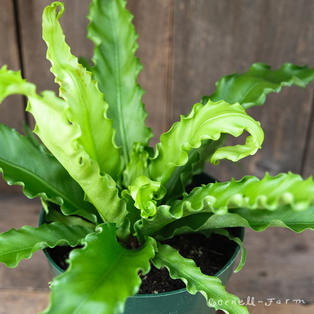 Asplenium nidus 6in Japanese Birds Nest Fern