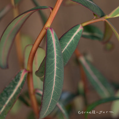 Euphorbia Excalibur Qrt