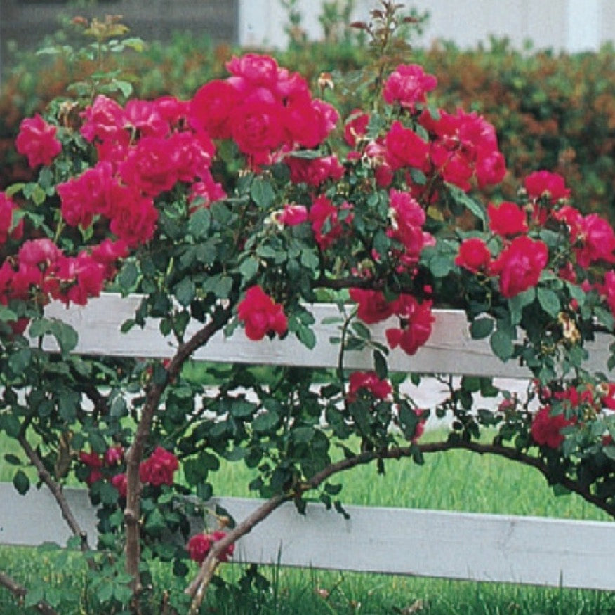 Rose Blaze Improved Climber 5gal Climber