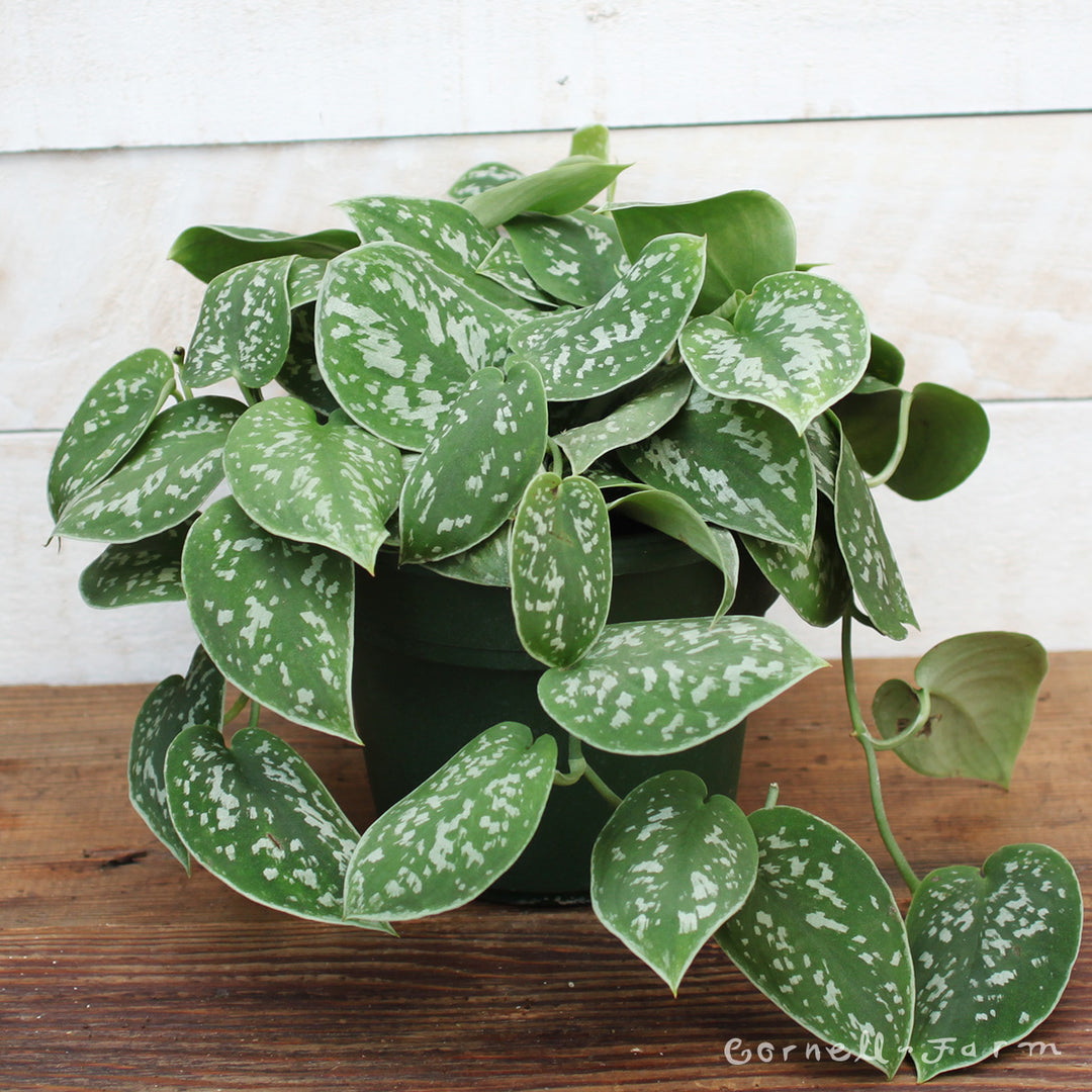 silver pothos scindapsus pictus argyraeus Scindapsus pictus 6in Argyraeus Silver Satin Pothos – Cornell Farm