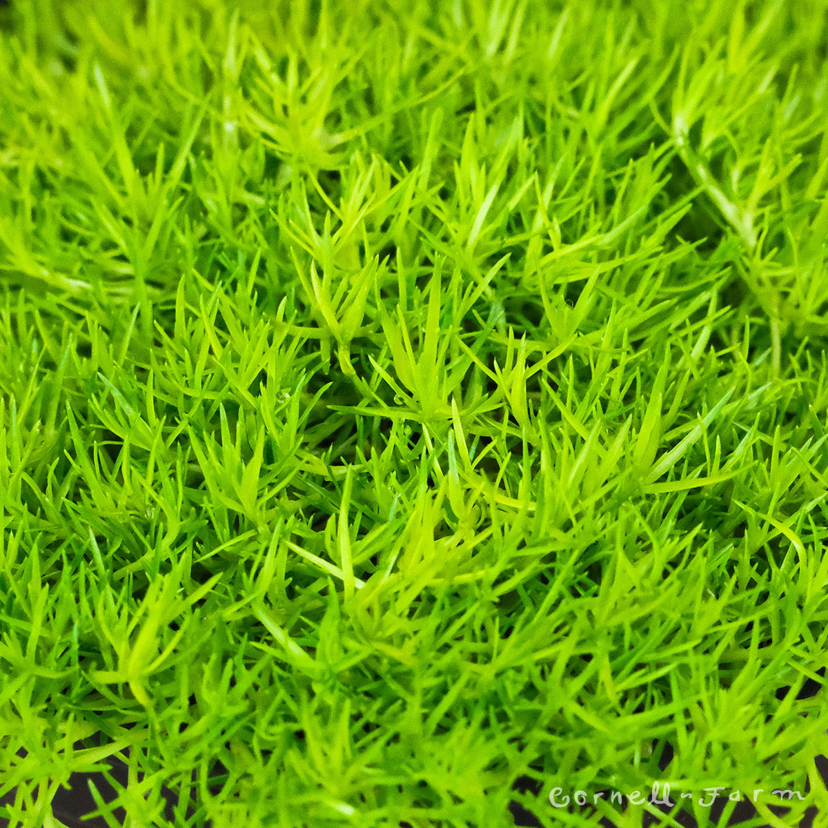 Sagina subulata Aurea-Scotch Moss 4.25''