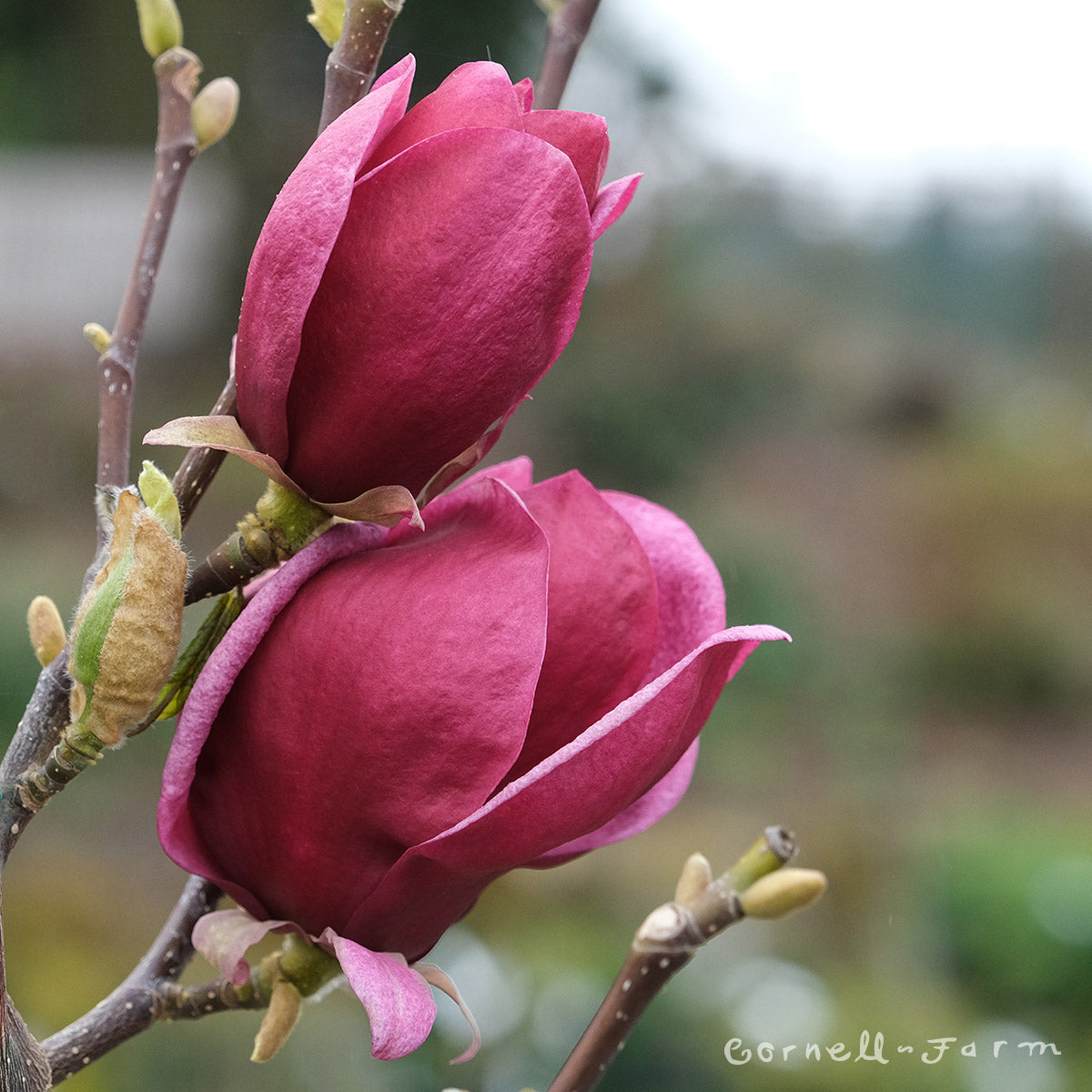 Magnolia s. Genie 7gal