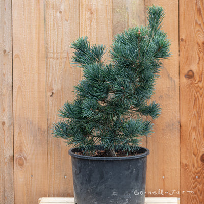 Pinus p. Aoi 6gal Japanese White Pine