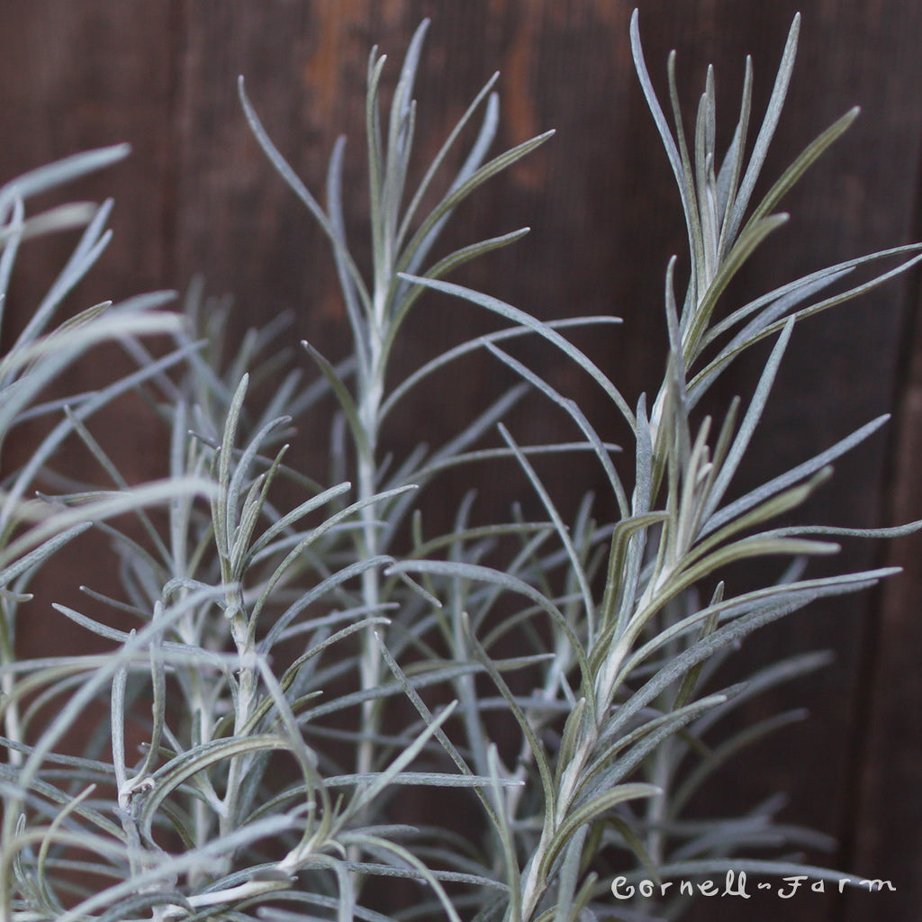 Curry Dwarf Plant 4in