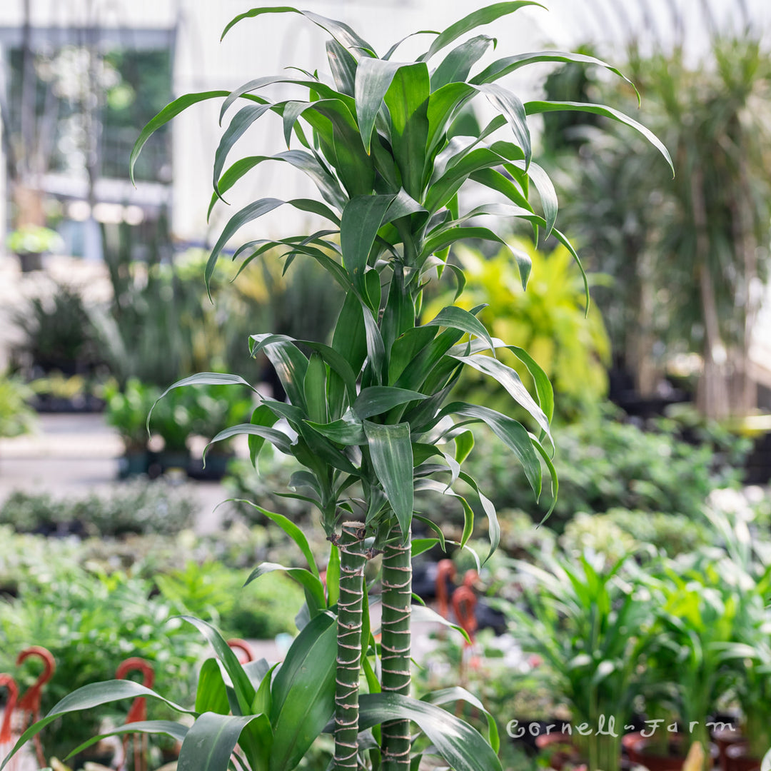 Dracaena fragrans 8in Black Beauty – Cornell Farm
