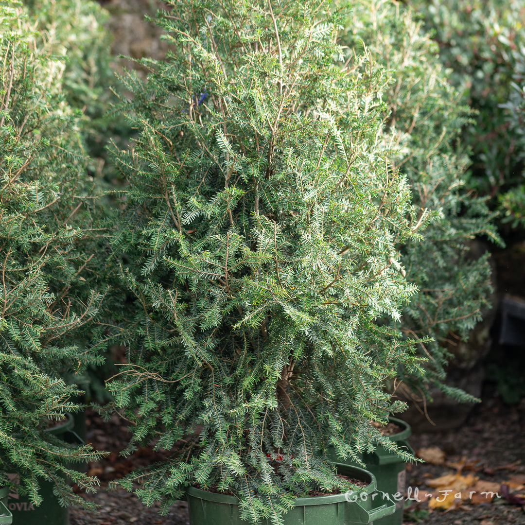 Tsuga c. Emerald Fountain 10gal Eastern Hemlock – Cornell Farm