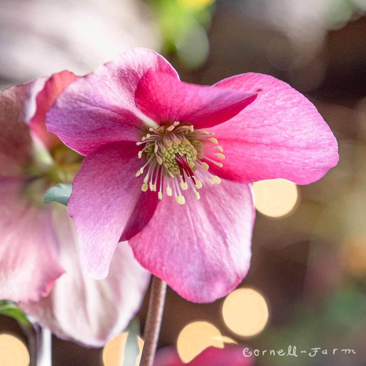 Helleborus x lem.  Leona GC 1gal Winter Ballet